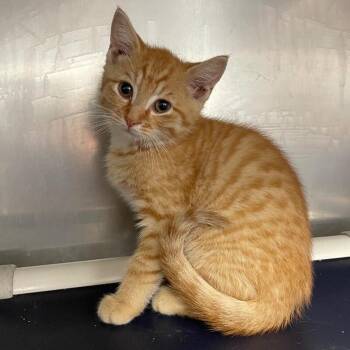 Forest -  Domestic Short Hair Cat for Adoption in Roanoke, Virginia - Forest | PetCurious