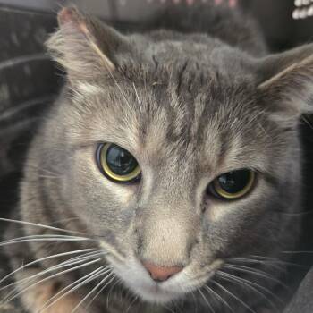 Frostbite -  American Shorthair Cat for Adoption in San Jacinto, California - Frostbite | PetCurious