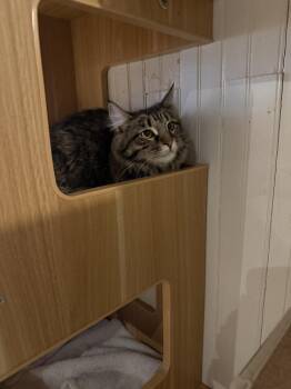 Domestic Short Hair Cats Available for Adoption in Lewisburg, Pennsylvania - Evie | PetCurious