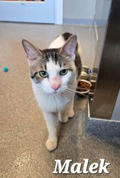 Malek -  Domestic Short Hair Cat for Adoption in Sidney, Ohio - Malek | PetCurious
