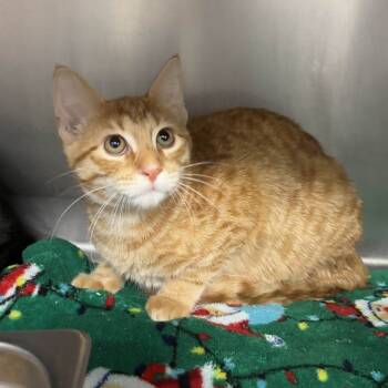 Rescue Domestic Short Hair Cats for Adoption in Beaumont, Texas - Hogan | PetCurious