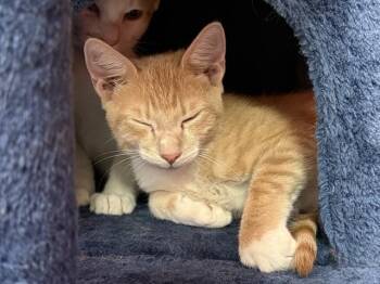 HOWARD -  Domestic Short Hair Cat for Adoption in Fort Lauderdale, Florida - HOWARD | PetCurious