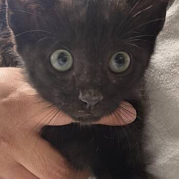 Kody -  Domestic Short Hair Cat for Adoption in Leander, Texas - Kody | PetCurious
