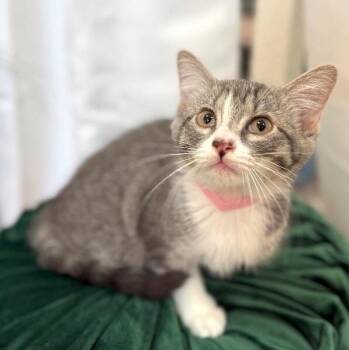 Guppy Fish -  Tabby and Domestic Short Hair Cat for Adoption in Friendswood, Texas - Guppy Fish | PetCurious