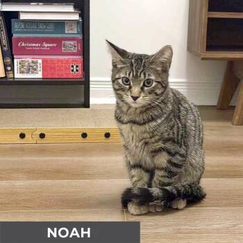 Rescue Domestic Short Hair Cats for Adoption in Toronto, Ontario - Noah | PetCurious