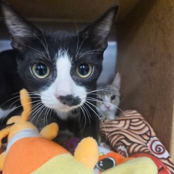 Whist -  Domestic Short Hair Cat for Adoption in Grantsville, Utah - Whist | PetCurious