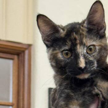 Nala ( Kat) -  Tortoiseshell Cat for Adoption in Napa, California - Nala ( Kat) | PetCurious