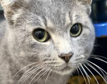 Rescue Domestic Short Hair Cats for Adoption in Sault Ste. Marie, Michigan - Snickers | PetCurious