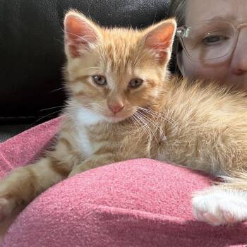 Domestic Short Hair Cats Available for Adoption in Ferndale, Michigan - Eddie | PetCurious
