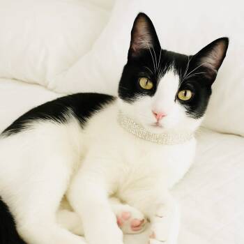 Rescue Domestic Short Hair Cats for Adoption in Fort Lauderdale, Florida - Oreo | PetCurious