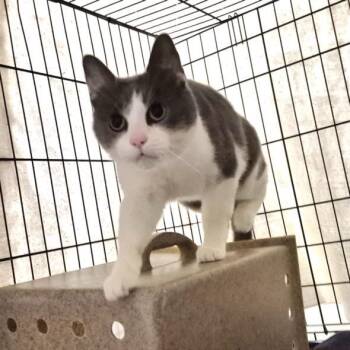 CARLOS -  Domestic Short Hair Cat for Adoption in Hagerstown, Maryland - CARLOS | PetCurious