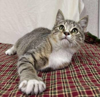 Rescue Domestic Short Hair Cats for Adoption in Visalia, California - Aelin | PetCurious