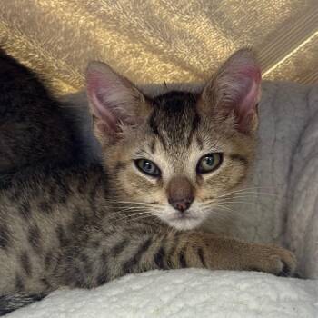 Wink -  Domestic Short Hair Cat for Adoption in York, Pennsylvania - Wink | PetCurious