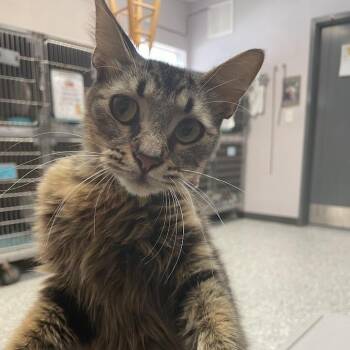 0972-C26 -  Domestic Short Hair Cat for Adoption in Port Charlotte, Florida - 0972-C26 | PetCurious