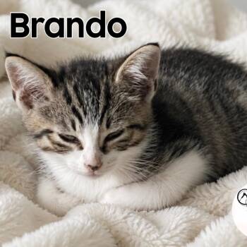 Brando -  Domestic Short Hair Cat for Adoption in Washington, Pennsylvania - Brando | PetCurious