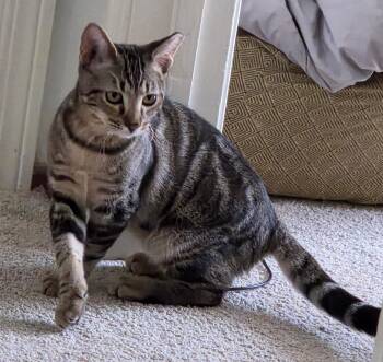 Rescue Domestic Short Hair Cats for Adoption in Vacaville, California - Enzo | PetCurious