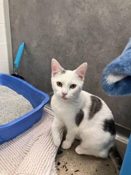 Domestic Short Hair Cats Available for Adoption - MUPPET | PetCurious