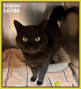 Domestic Short Hair Cats Available for Adoption - SIMON | PetCurious