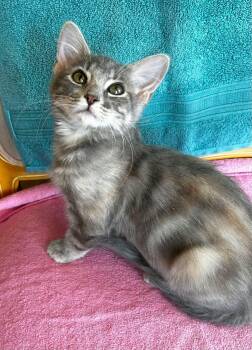 Victoria -  American Shorthair Cat for Adoption in Meeker, Oklahoma - Victoria | PetCurious