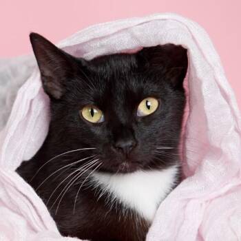 Silky Sweet -  Tuxedo and Domestic Short Hair Cat for Adoption in Friendswood, Texas - Silky Sweet | PetCurious