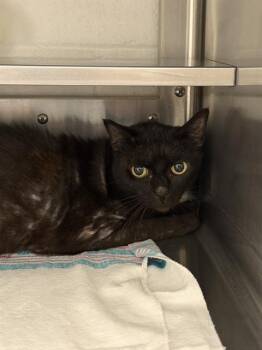 CALI -  Domestic Short Hair Cat for Adoption in Chula Vista, California - CALI | PetCurious