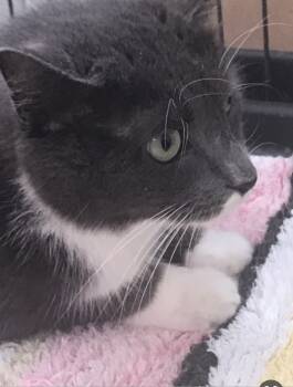 Rescue Domestic Short Hair Cats for Adoption in Greenville, South Carolina - Heather And Orca Bonded Senior Sisters | PetCurious
