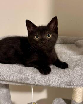 Benedict -  Domestic Short Hair Cat for Adoption in Collierville, Tennessee - Benedict | PetCurious