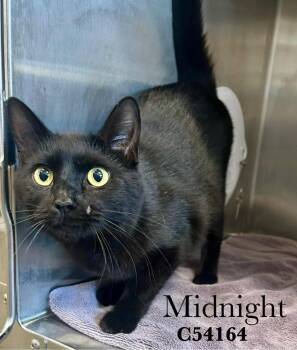Domestic Short Hair Cats Available for Adoption in Clarksville, Tennessee - Midnight | PetCurious