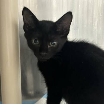 Rodney -  Domestic Short Hair Cat for Adoption in Salt Lake City, Utah - Rodney | PetCurious