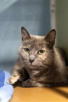 Domestic Short Hair Cats Available for Adoption - KIKI | PetCurious