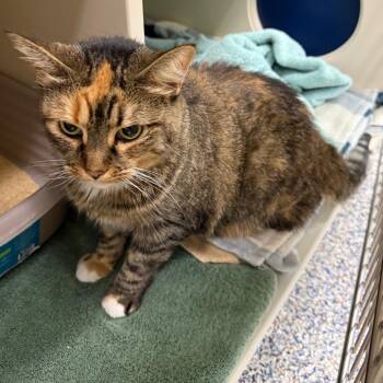 Jeanne -  Domestic Short Hair and Mixed Breed Cat for Adoption in Fairport, New York - Jeanne | PetCurious
