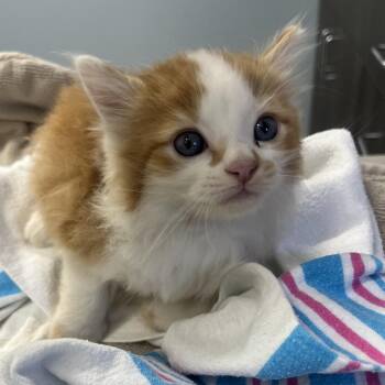 Guido -  Domestic Medium Hair Cat for Adoption in Oak Park, Illinois - Guido | PetCurious