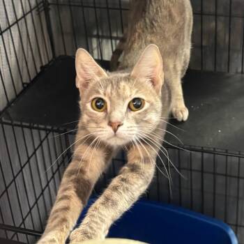 Buffy -  Domestic Short Hair Cat Available for Adoption in TIMBERCRK CYN, Texas - Buffy | PetCurious