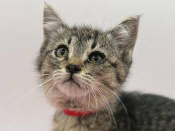 Yang -  Domestic Short Hair Cat for Adoption in Portland, Oregon - Yang | PetCurious