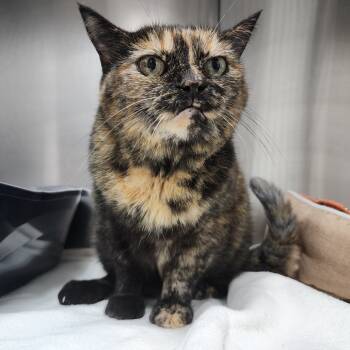 Rescue Domestic Medium Hair Cats for Adoption in Dixon, Illinois - Zoe | PetCurious