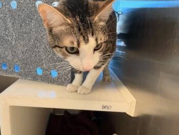 Domestic Short Hair Cats Available for Adoption - MOTHER MIRANDA | PetCurious