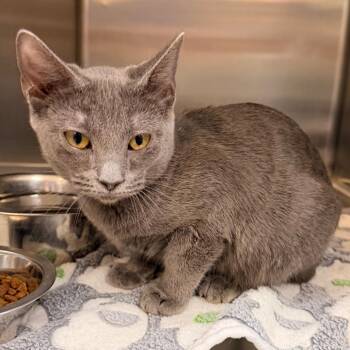 Curl Crest -  Domestic Medium Hair Cat for Adoption in Indianapolis, Indiana - Curl Crest | PetCurious