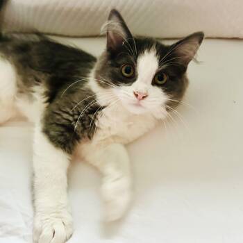 Wordle -  Domestic Medium Hair Cat for Adoption in Richmond, Virginia - Wordle | PetCurious