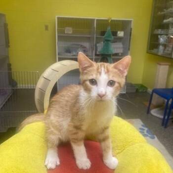 Rescue Domestic Short Hair Cats for Adoption in Memphis, Tennessee - Jupiter | PetCurious