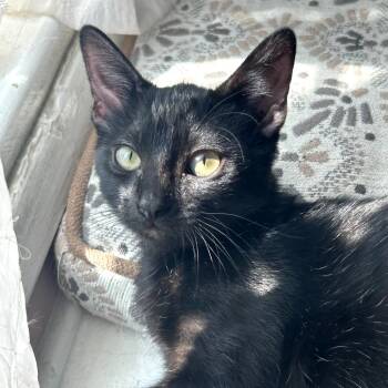 Rescue Domestic Short Hair Cats for Adoption in Long Beach, California - Damon | PetCurious