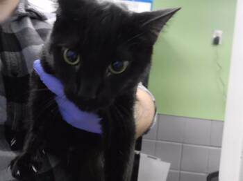 PETER -  Domestic Short Hair Cat for Adoption in Omaha, Nebraska - PETER | PetCurious