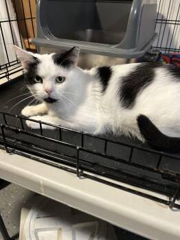 Freckles -  Domestic Short Hair Cat for Adoption in Seven Valleys, Pennsylvania - Freckles | PetCurious