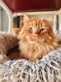 Domestic Long Hair Cats Available for Adoption - Simon | PetCurious