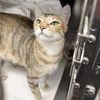 PURRFECT -  Domestic Short Hair Cat for Adoption in Las Vegas, Nevada - PURRFECT | PetCurious