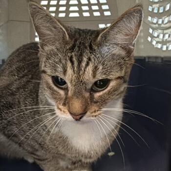 Domestic Short Hair Cats Available for Adoption in Clearwater, Florida - Angelica | PetCurious