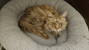 Domestic Medium Hair Cats Available for Adoption in San Antonio, Texas - A803931 | PetCurious