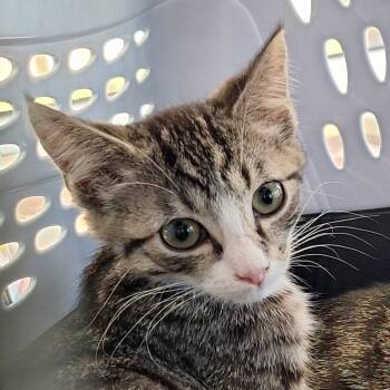 Rescue Domestic Short Hair Cats for Adoption in Montgomery, Alabama - Tobi | PetCurious