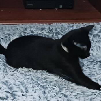 Starlight -  Domestic Short Hair Cat for Adoption in Saint Paul, Minnesota - Starlight | PetCurious
