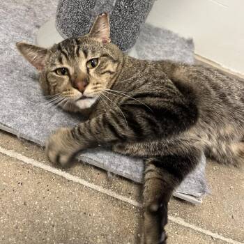 Domestic Short Hair Cats Available for Adoption - U-Haul | PetCurious