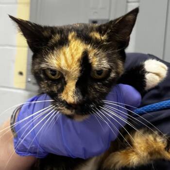 Tiny -  Domestic Short Hair Cat for Adoption in Summerville, South Carolina - Tiny | PetCurious